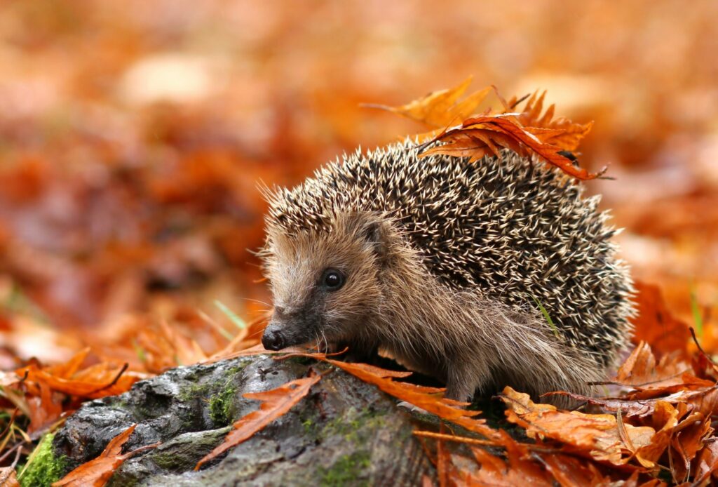 What do hedgehogs do during winter?