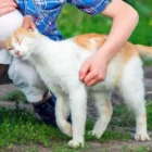 Why does my cat head bump me?