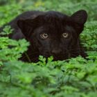 Are There Big Cats in the UK?