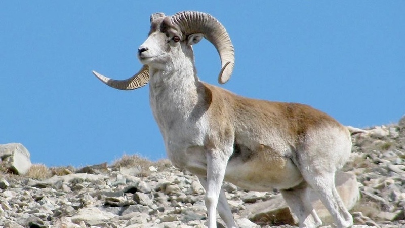 Marco Polo rams