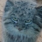 Are Pallas Cats grumpy?